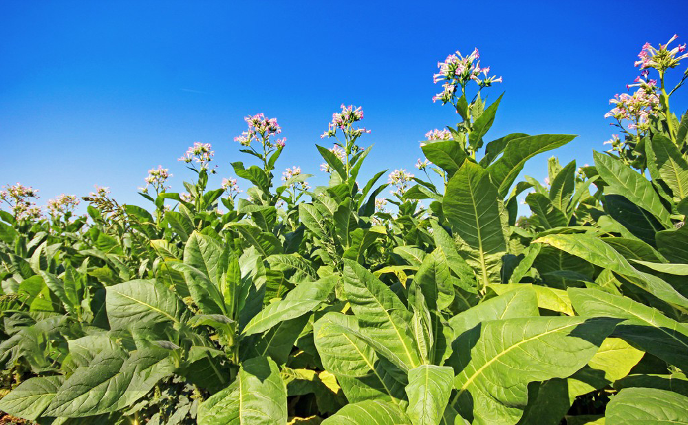 基于無人機(jī)高光譜技術(shù)的煙草生化指標(biāo)分析研究
