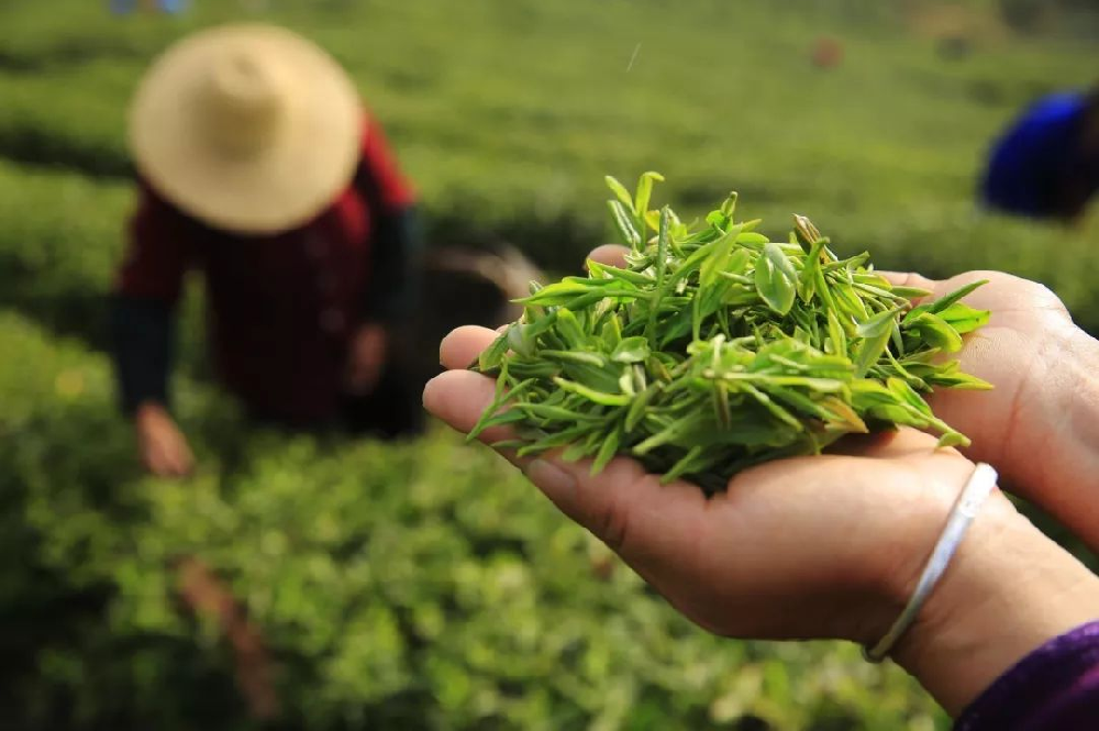 一種基于可見近紅外光譜相機(jī)快速鑒別茶葉品種的新方法