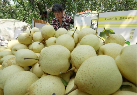 高光譜反射圖像檢測鴨梨碰傷的應用